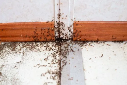 All Insects